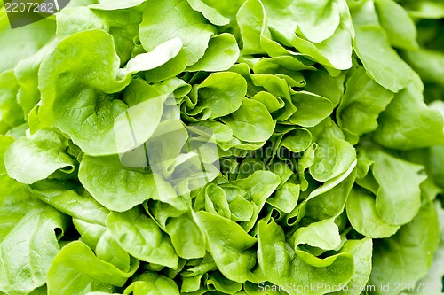 Image of fresh green salad lettuce closeup macro 