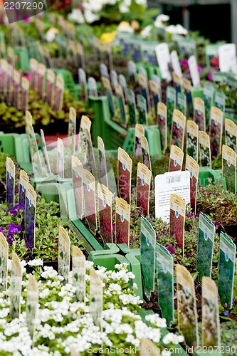 Image of flowers assortement crop seed garden market