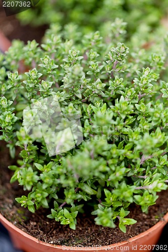 Image of fresh green aromatc thyme herb macro