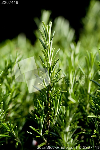 Image of fresh aromatic green rosemary macro