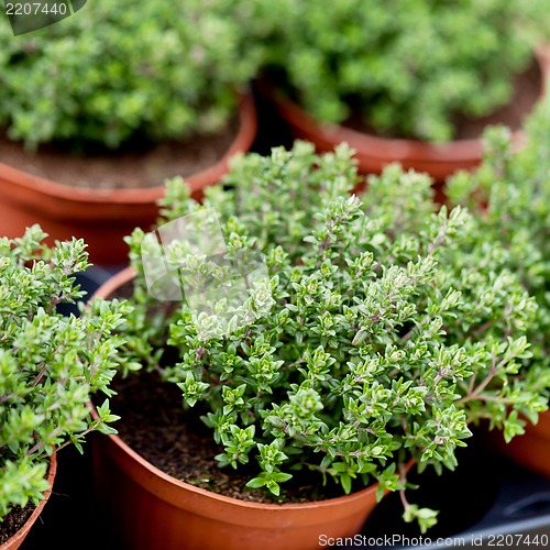 Image of fresh green aromatc thyme herb macro