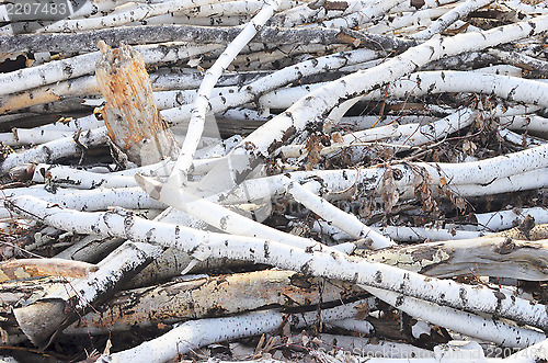 Image of birch logs