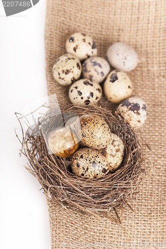Image of Nest with quail eggs on a canvas