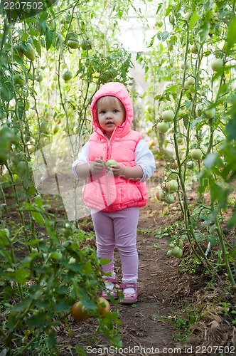 Image of Lovely girl in hothouse with tomato plants