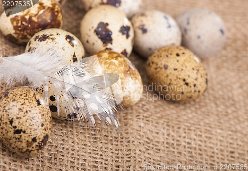 Image of quail eggs and feather lie on a cloth