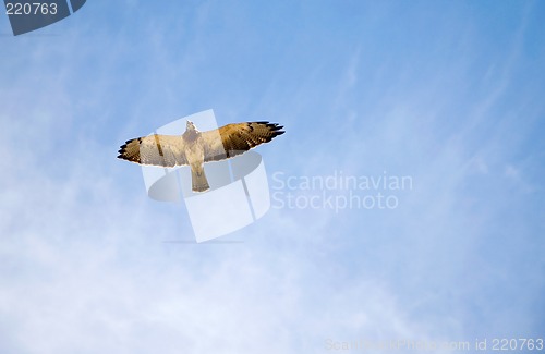 Image of Hawk in the sky