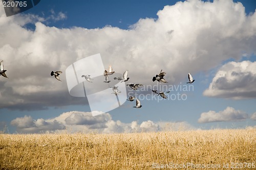 Image of Pigeons