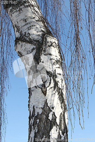 Image of Trunk of birch