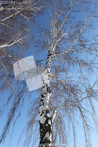 Image of Trunk of birch