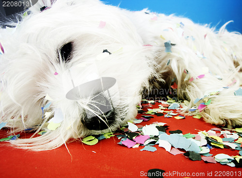 Image of Dog party