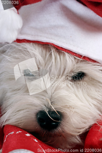 Image of White puppy