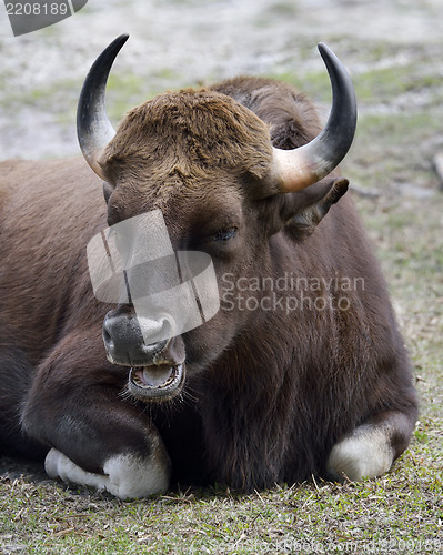 Image of Indian Gaur