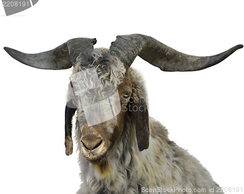 Image of Goat Portrait