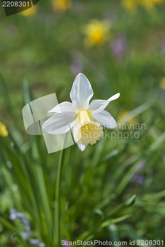 Image of Daffodil