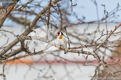 Image of Goldfinch sitting on a branch