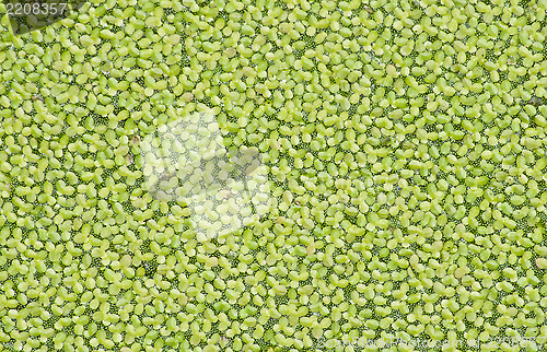 Image of Duckweed