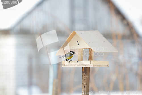 Image of Tomtit in the bird table