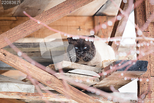 Image of Siamese cat is hiding from the rain