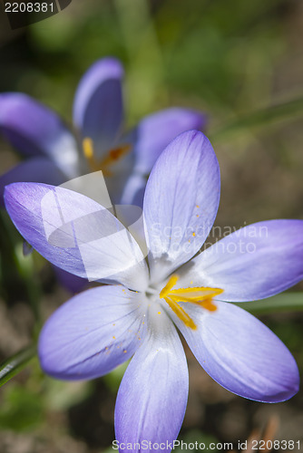 Image of Crocus