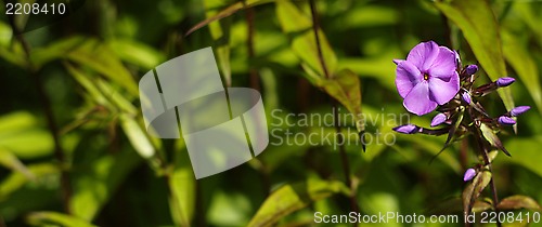 Image of Purple flower