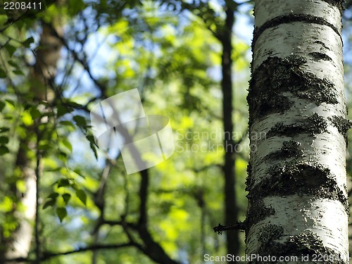 Image of birch trunk