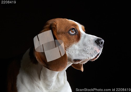 Image of Portrait of young beagle dog