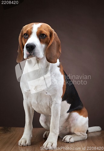 Image of Portrait of young beagle dog