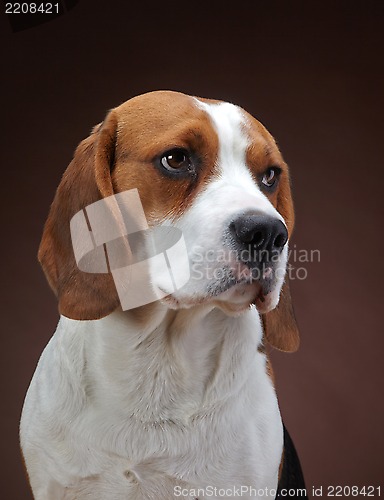 Image of Portrait of young beagle dog