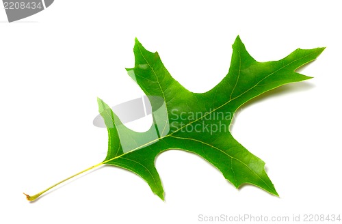 Image of Green leaf of oak (Quercus palustris)