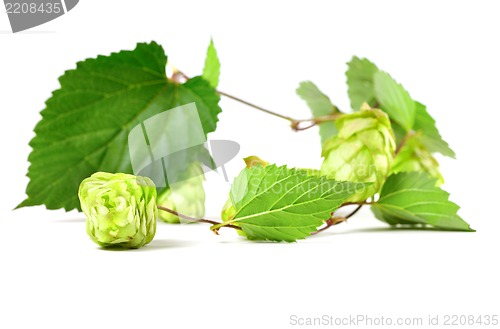 Image of Blossoming hop