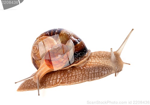 Image of Snails on top of one another