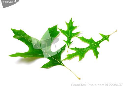 Image of Green leafs of oak (Quercus palustris) 