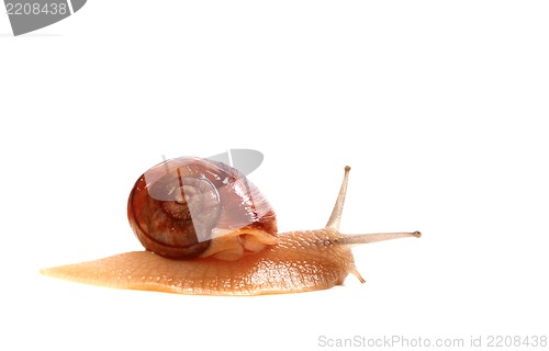 Image of Little snail
