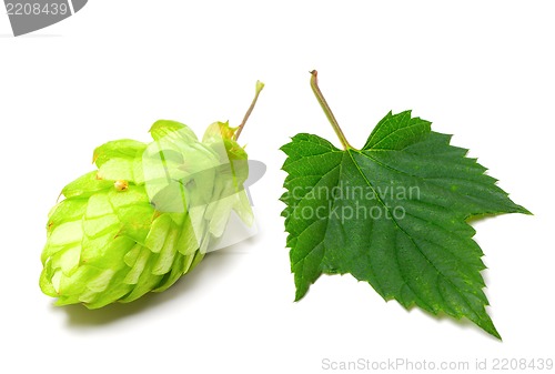 Image of Blossoming hop and leaf on a white background