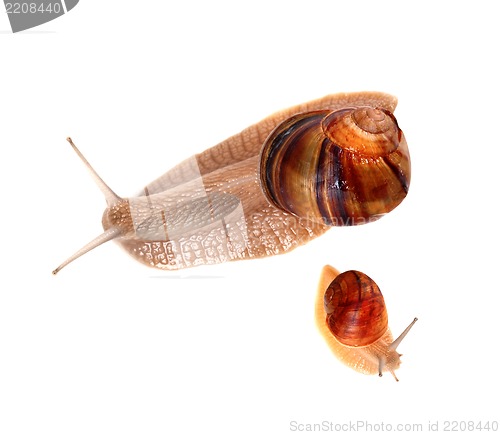 Image of Family of snails isolated on white background