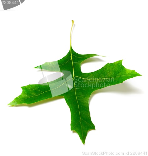 Image of Green oak leaf (Quercus palustris)