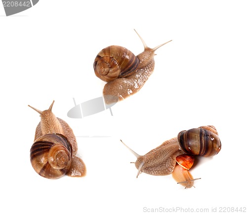 Image of Family of snails on white background. Top view.