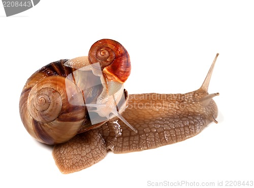 Image of Small snail on top of big
