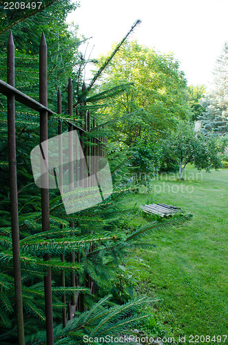 Image of spruce hedges in park and hanging spruce branches 