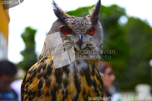 Image of Owl
