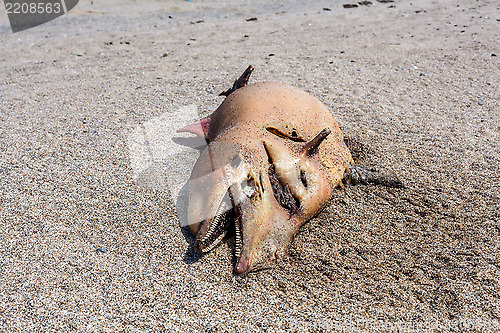 Image of Dead Bottlenose dolphin  lies on the coast