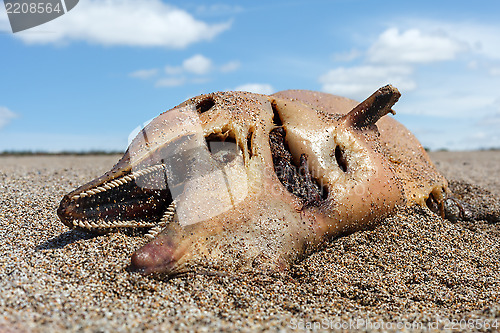 Image of Dead dolphin  lies on the coast