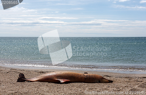 Image of Dead Bottlenose dolphin  lies on the coast