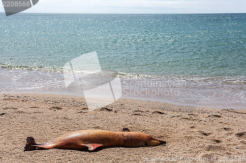 Image of Dead Bottlenose dolphin.