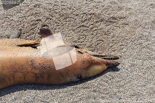 Image of Dumped on the land  dolphin