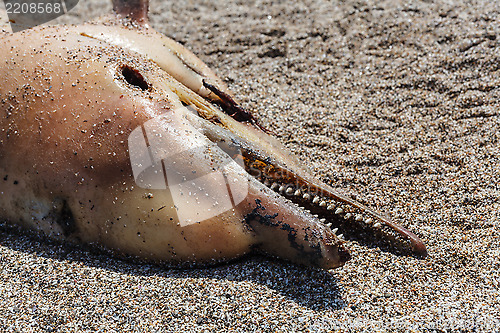 Image of Dead  dolphin.