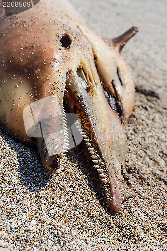 Image of Dead  dolphin.