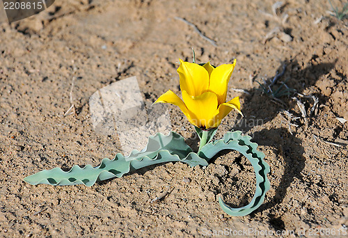 Image of Lone Wild Tulup