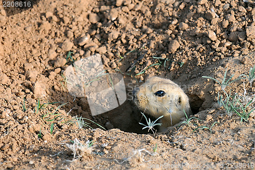 Image of Ground Squirrel in the Hole