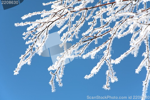 Image of tree branch covered with rime frost 